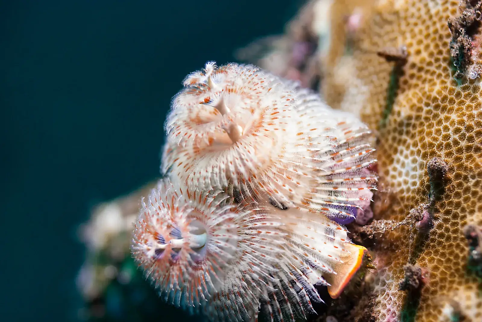 Tulamben