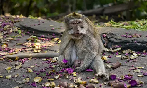 Заповедник Sacred Monkey Forest Sanctuary