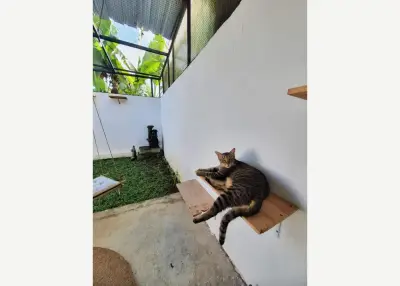 Pet Sitter Bali — penitipan anjing dan kucing