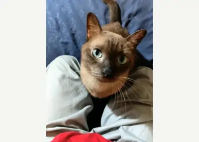 Sofi — visite a domicilio per animali a Denpasar