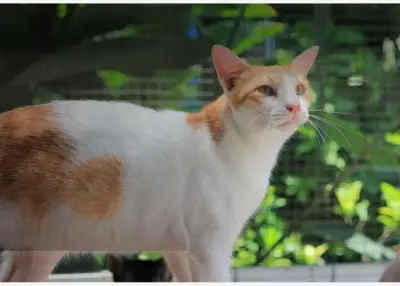 Adozione di gatti salvati al The Odd Cat, Canggu