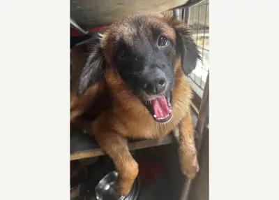 Barney cerca casa — Bali Paws of Hope