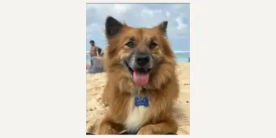 Smarrito il cane Lucky — Uluwatu e Bukit