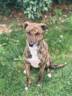 Missing dog Venus in Cemagi